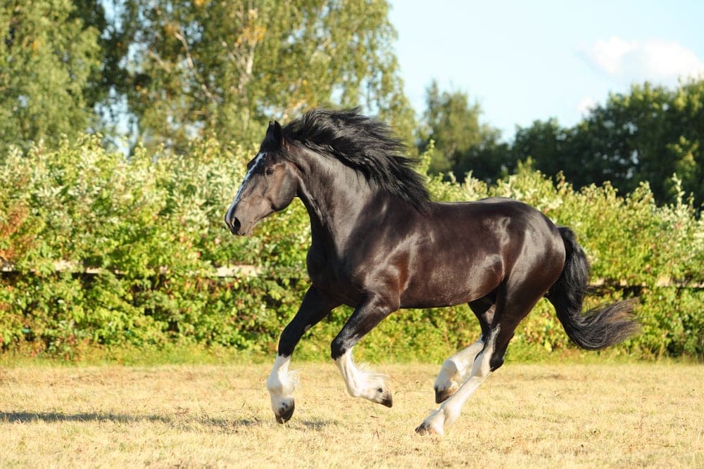 Shire horse