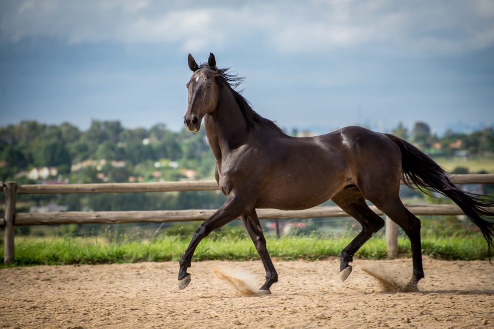 Thoroughbred horse
