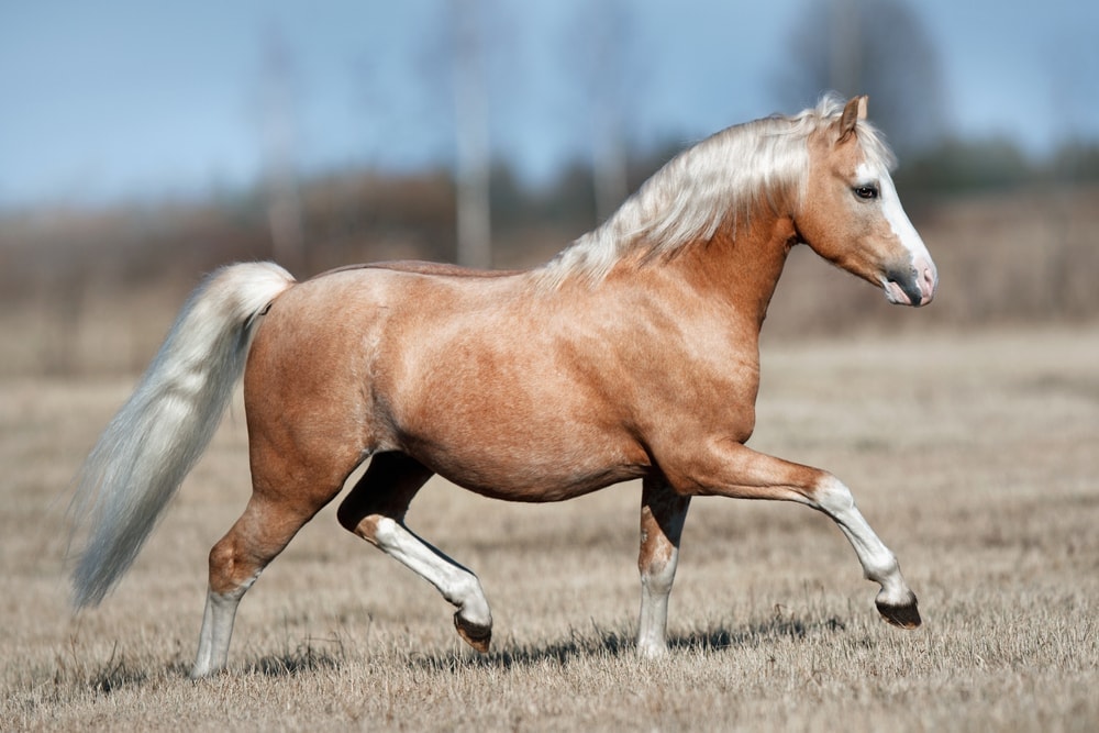 Welsh Pony or Welsh Mountain Pony