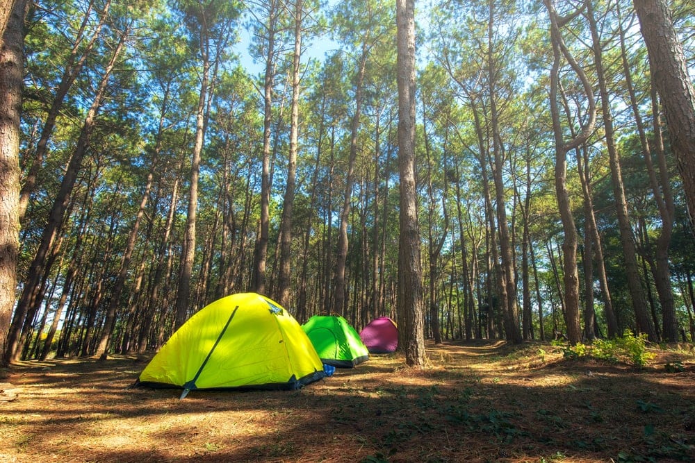 Tall trees with tent under on a summer day