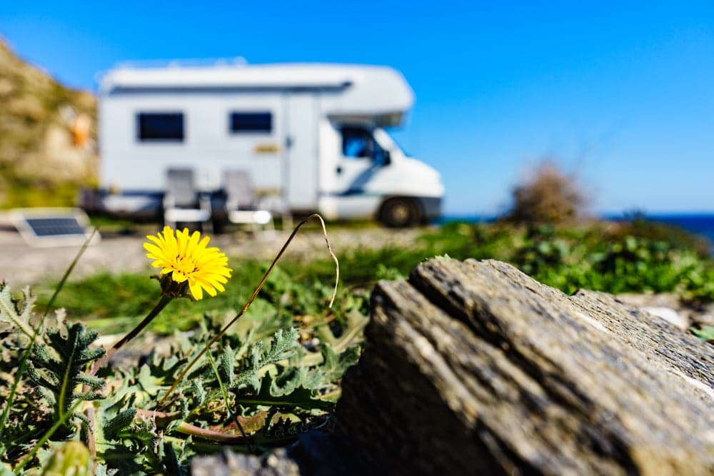 Sunflower with a camper in the background for spring camping