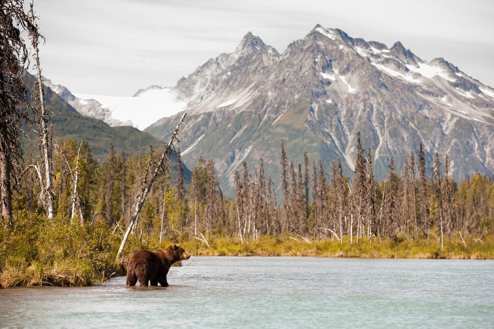 Brown bear hunting for food in a bear country