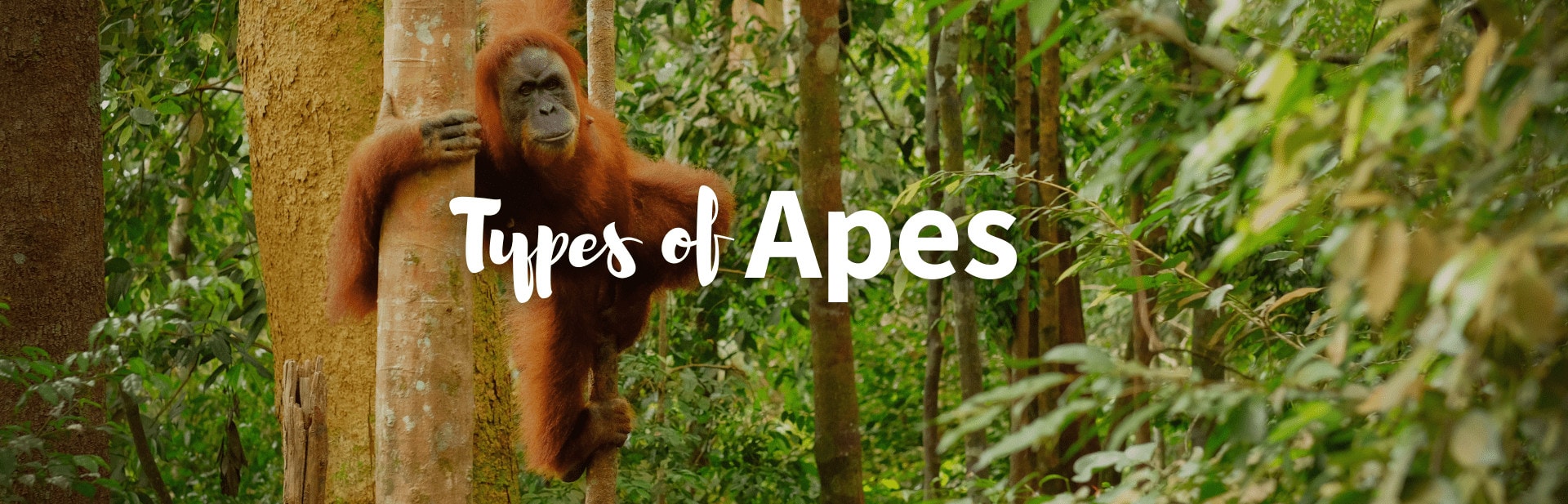 Types of apes featured photo