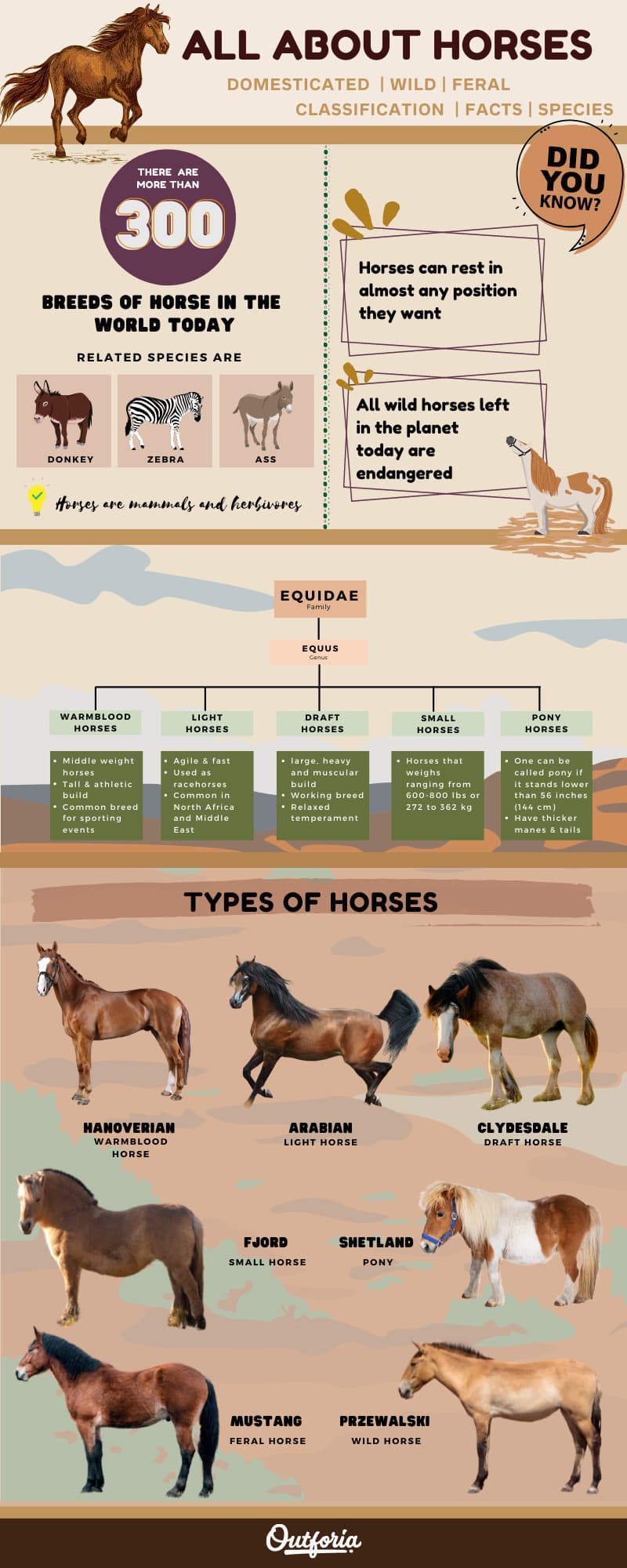 infographic about different types of horses
