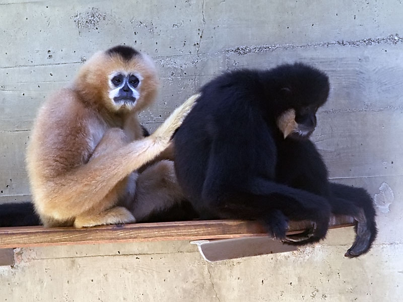 Southern white cheeked gibbon (Nomascus siki)