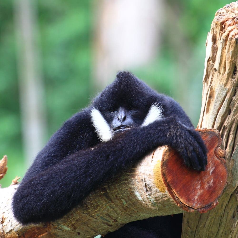 Black crested gibbon (Nomascus concolor)