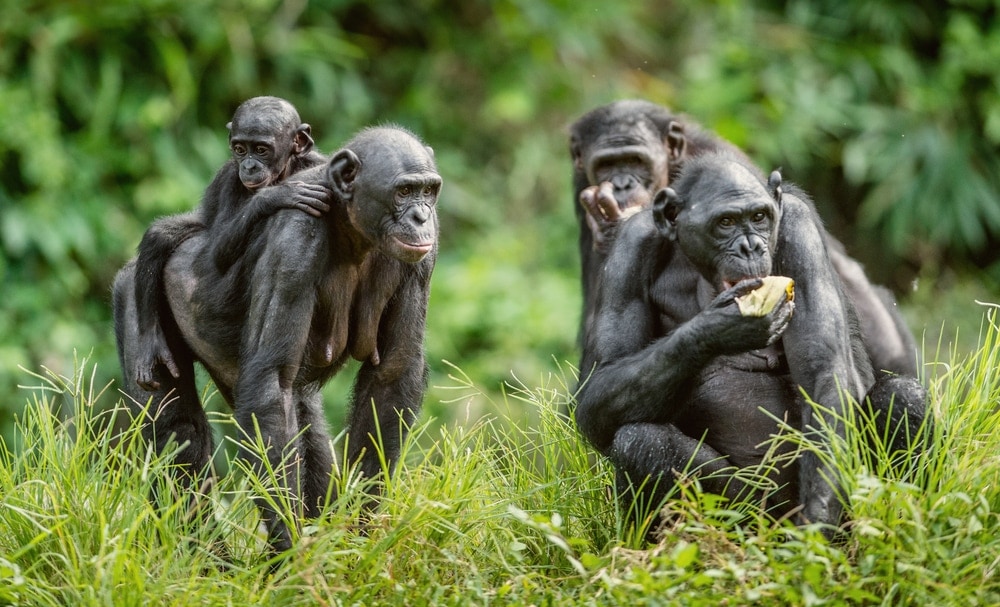 Bonobo (Pan paniscus)