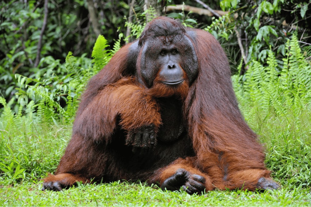 Bornean Orangutan (Pongo pygmaeus)