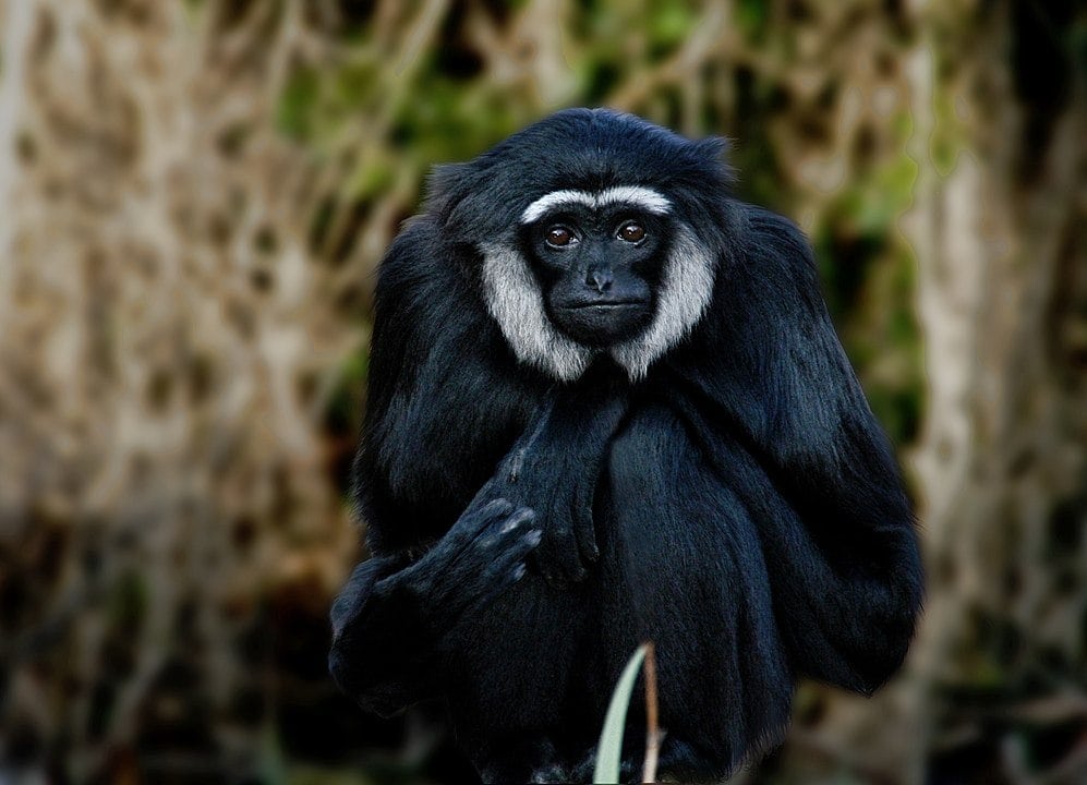 Agile  Gibbon (Hylobates agilis) or black-handed gibbon