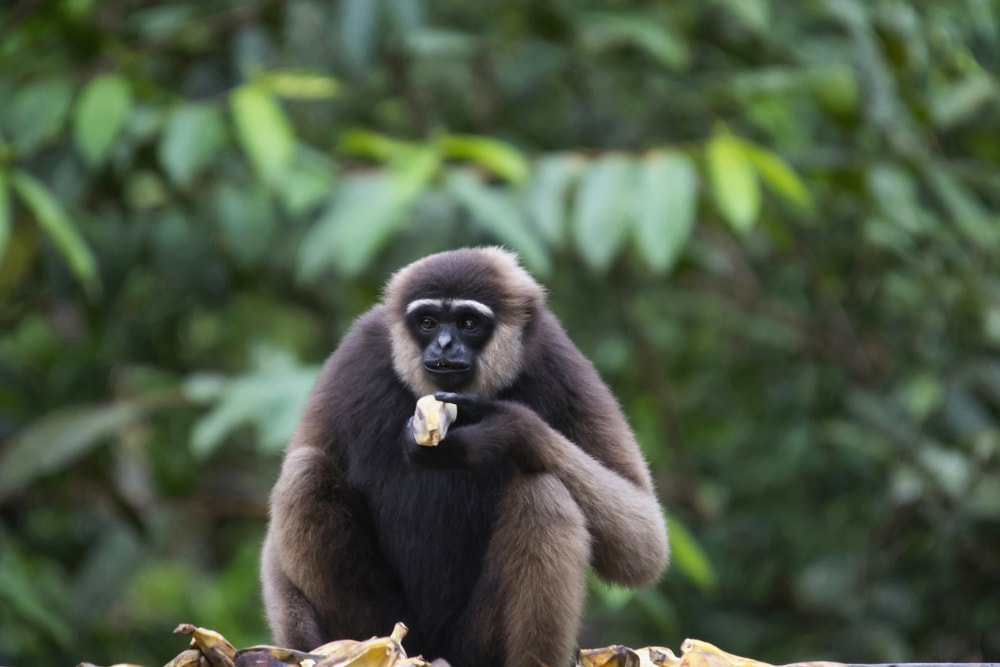 Bornean White-Bearded Gibbon (Hylobates albibarbis)