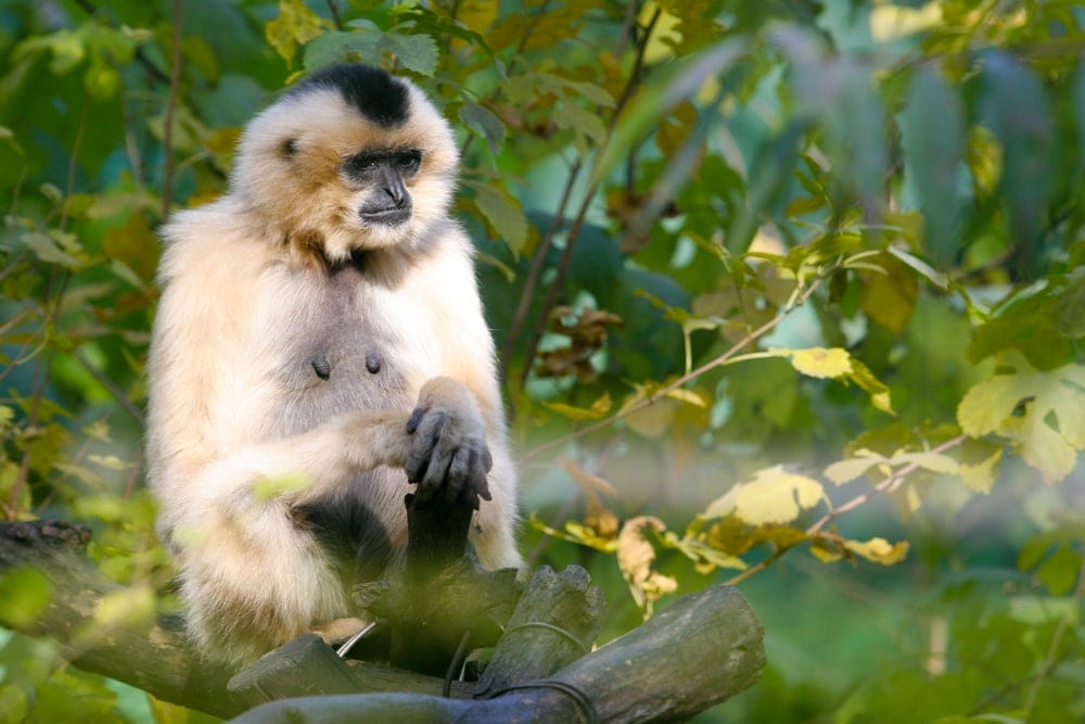 Eastern Black crested Gibbon (Nomascus nasutus)