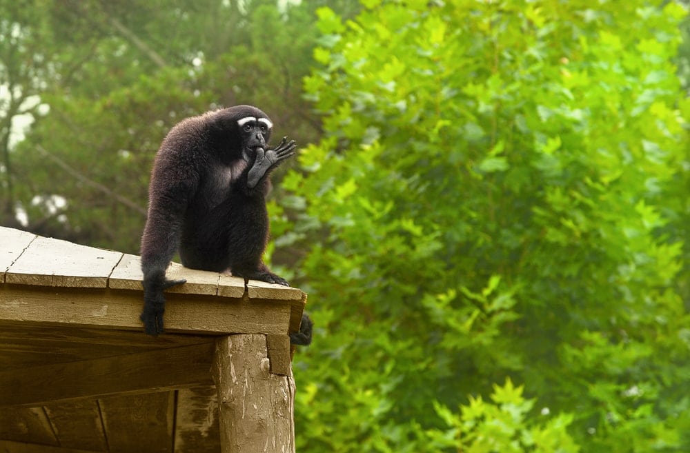 Eastern hoolock gibbon (Hoolock leuconedys)