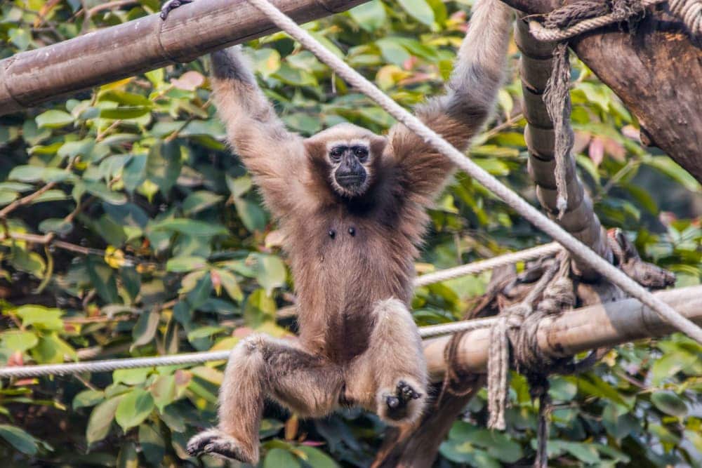 Western Hoolock Gibbon (Hoolock hoolock)