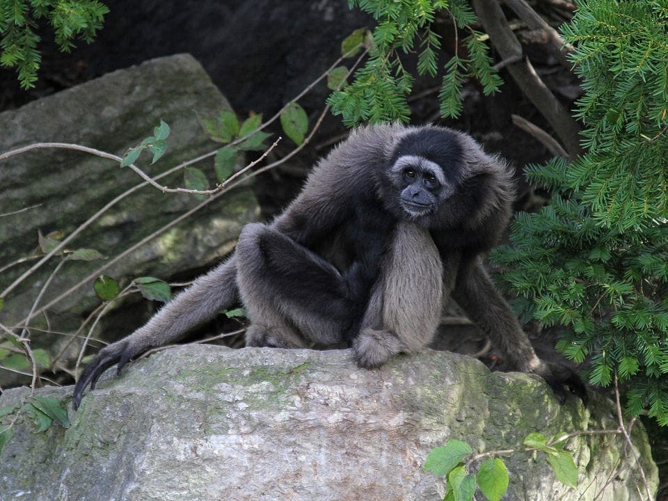 Mueller's Gibbon (Hylobates muelleri)