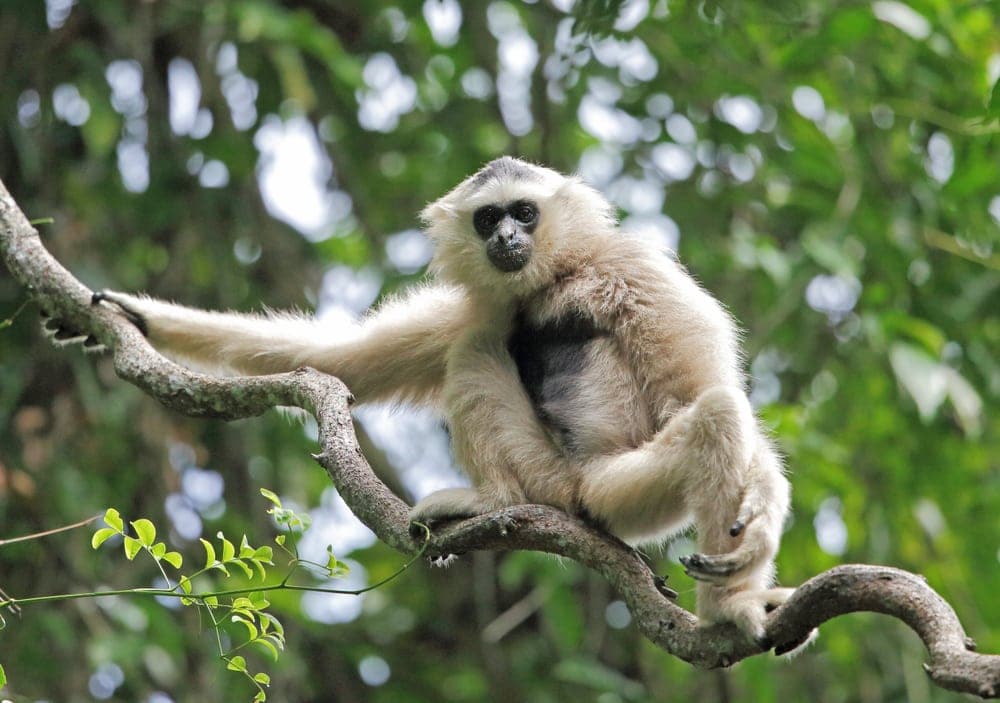 Pileated Gibbon (Hylobates pileatus)