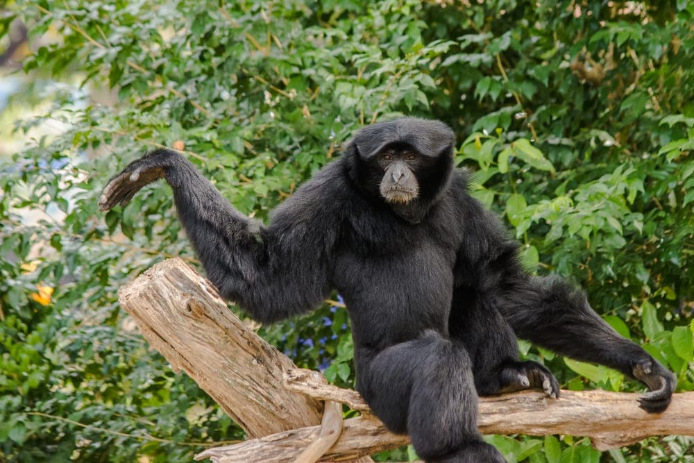 Siamang (Symphalangus syndactylus)