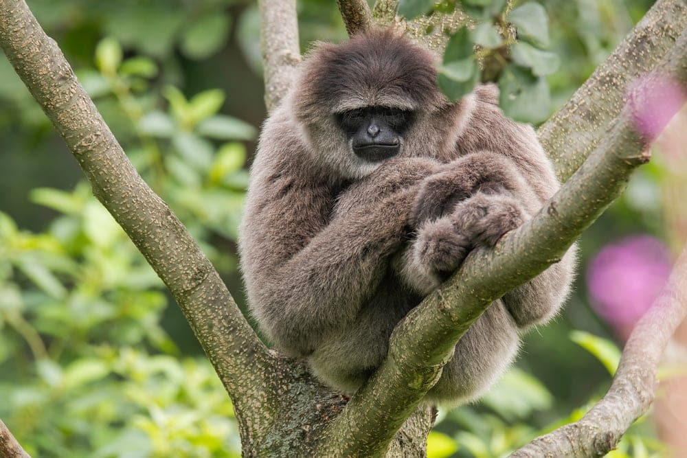 Silvery Gibbon (Hylobates moloch)