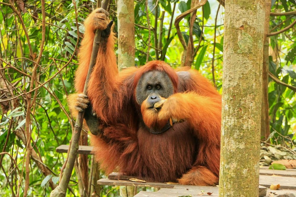 Sumatran Orangutan (Pongo abelii)