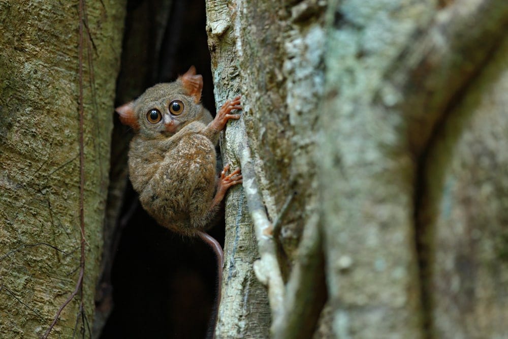 Tarsier in a large tree