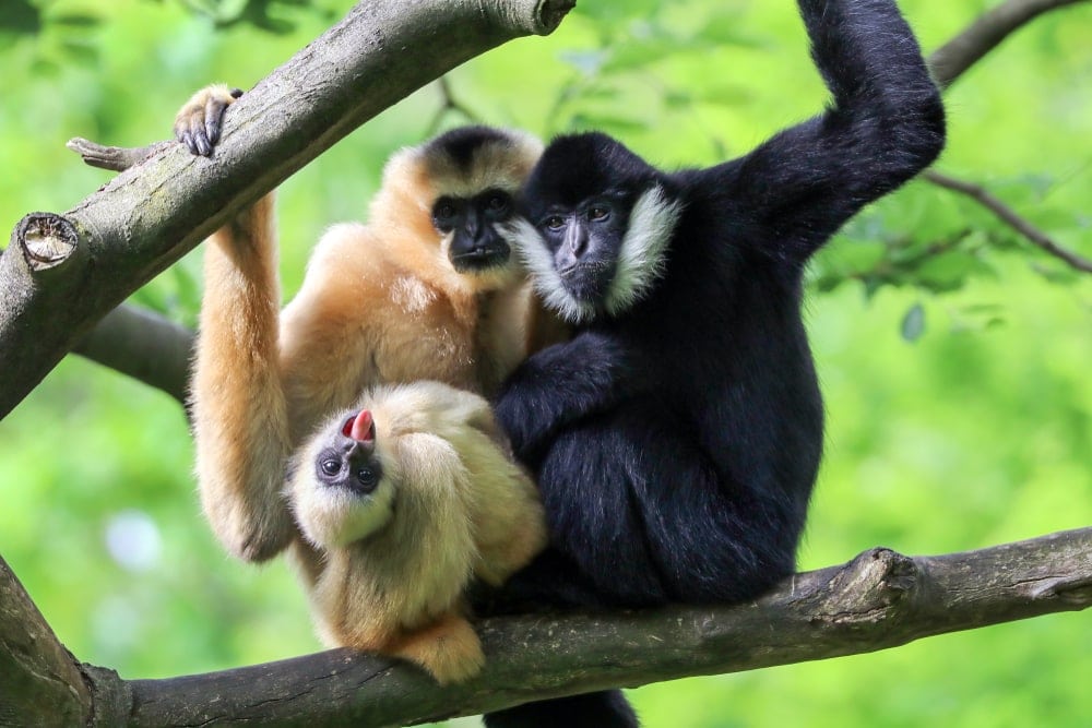 Yellow cheeked gibbon  (Nomascus gabriellae)