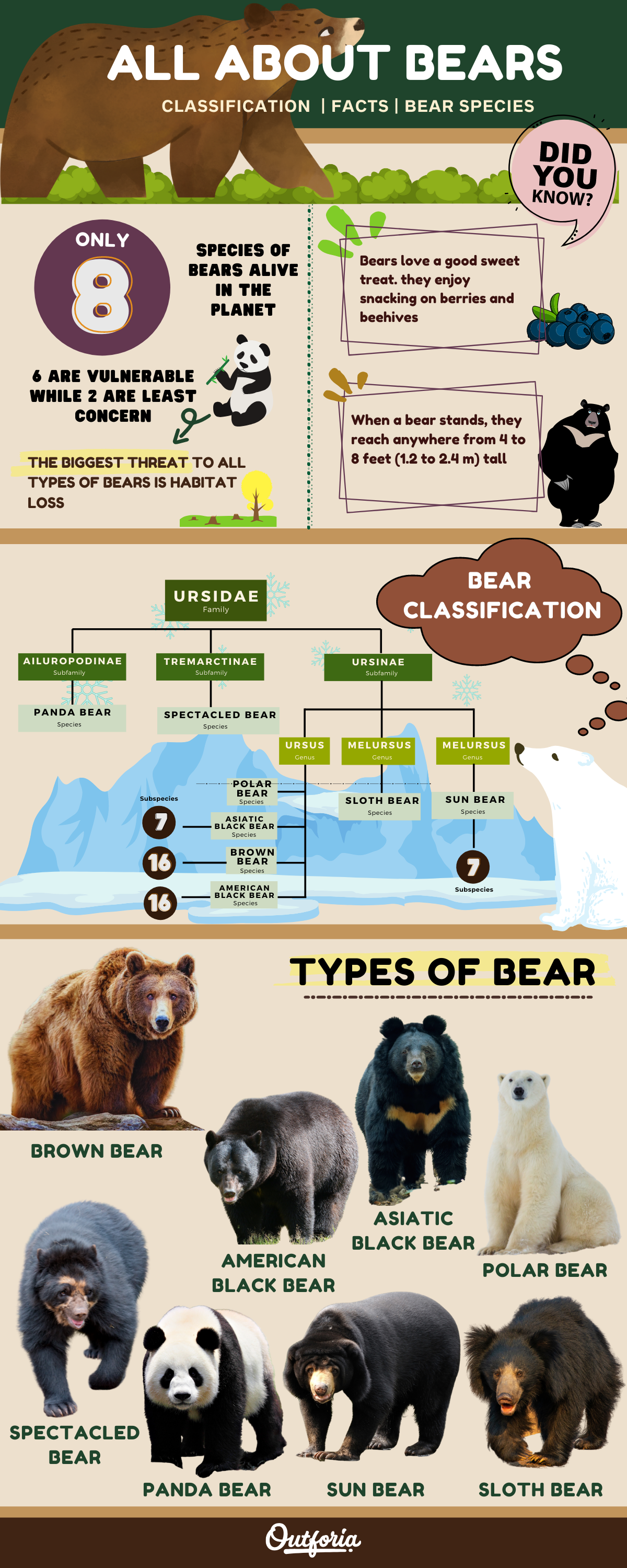 infographic about types of bears