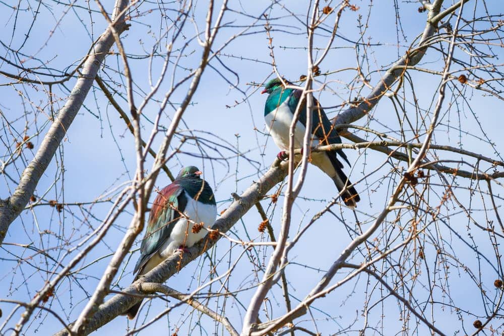 Two treroninae doves perched on a tree
