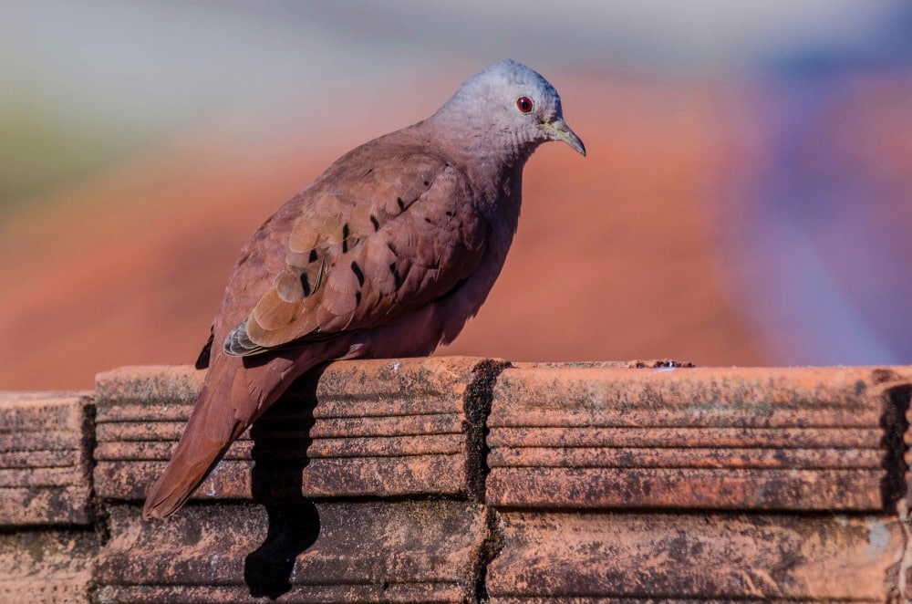 Columbinae bird on bricks