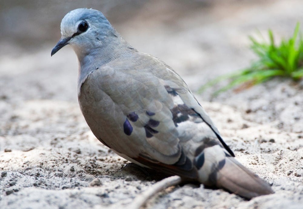  Black-Billed Wood Dove (Turtur abyssinicus)