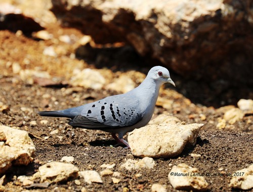 Blue Ground Dove (Claravis pretiosa)