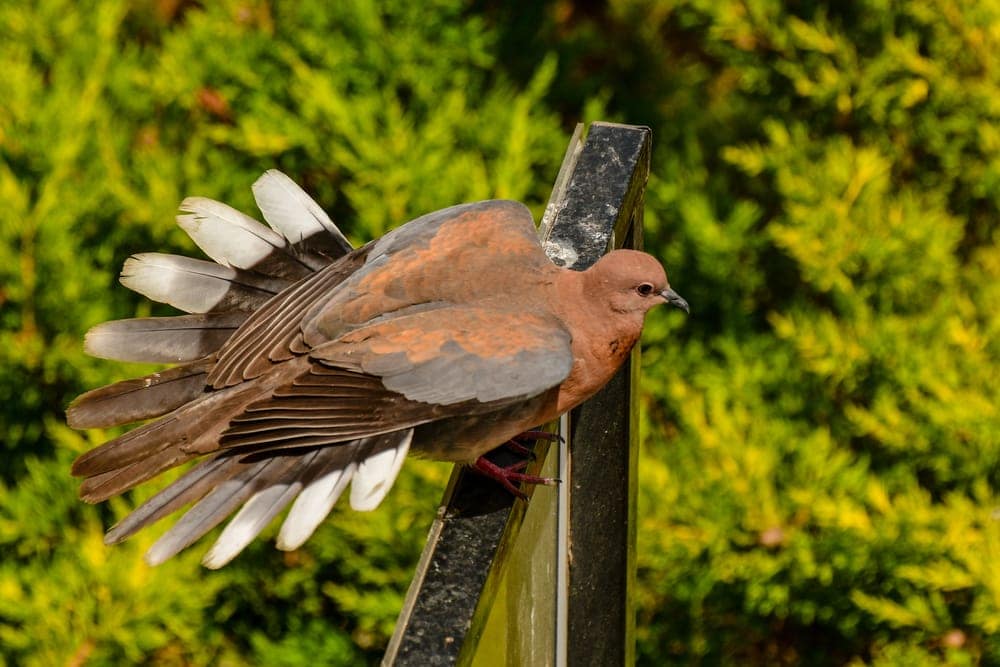  Brown cuckoo-dove (Macropygia phasianella) 