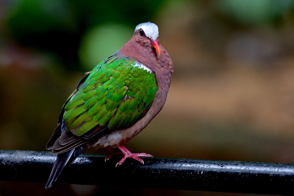 Common Emerald Dove (Chalcophaps indica)