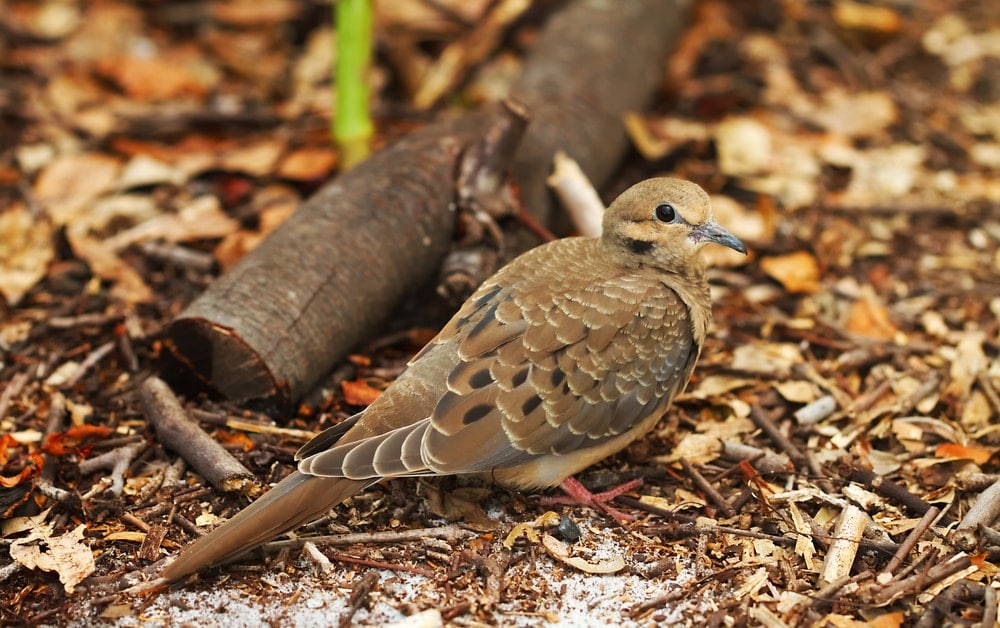 Common Ground Dove (Columbina passerina)