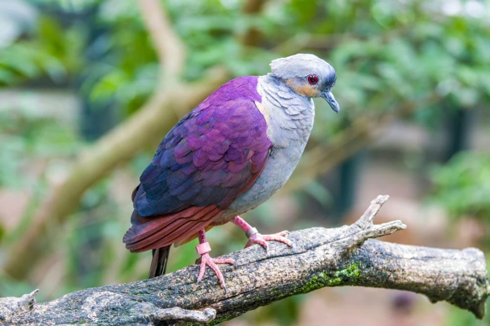 Crested Quail-Dove (Geotrygon versicolor)
