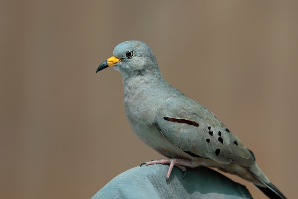 Croaking Ground Dove (Columbina cruziana)