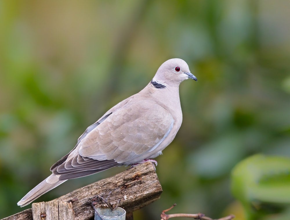Eurasian Collared-Dove (Streptopelia decaocto)