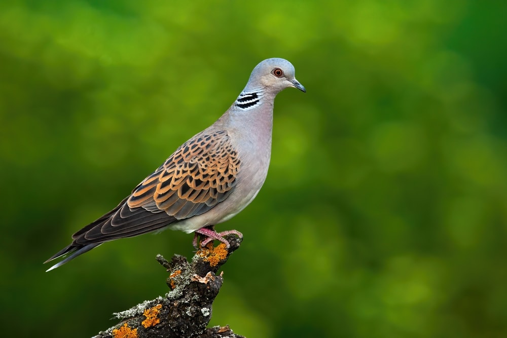 European Turtle Dove (Streptopelia turtur)