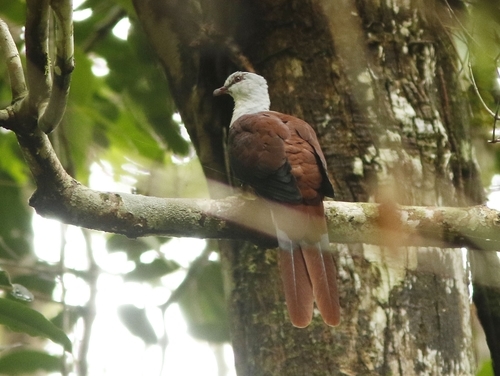Great Cuckoo-dove (Reinwardtoena reinwardti)