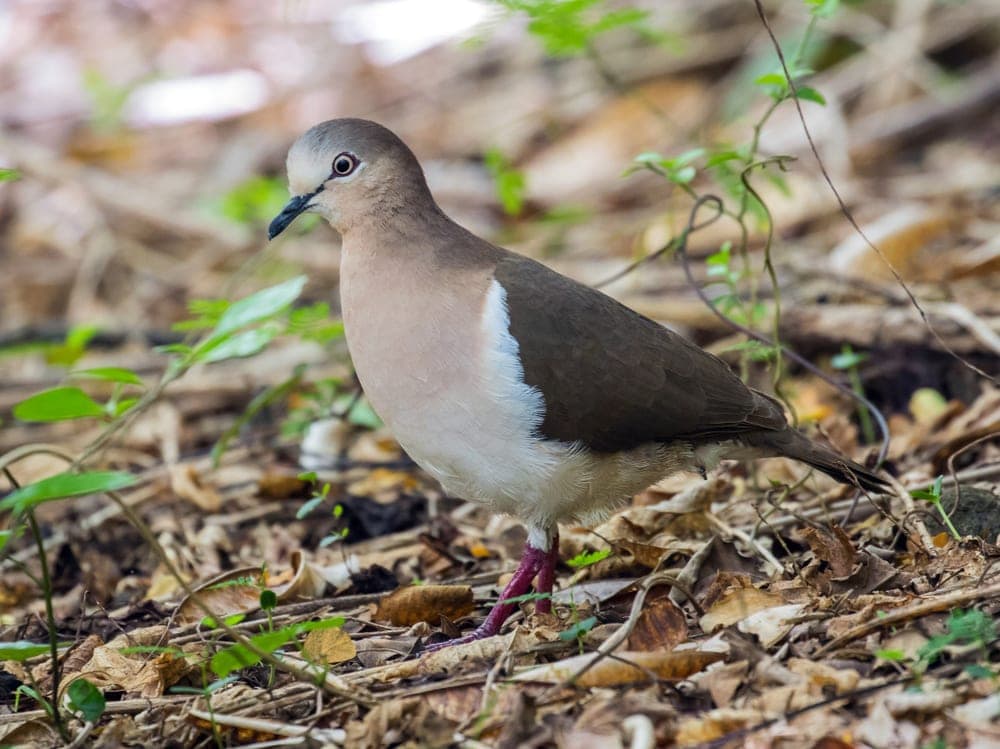 Grenada Dove (Leptotila wellsi) aka Pea Dove and Well's Dove