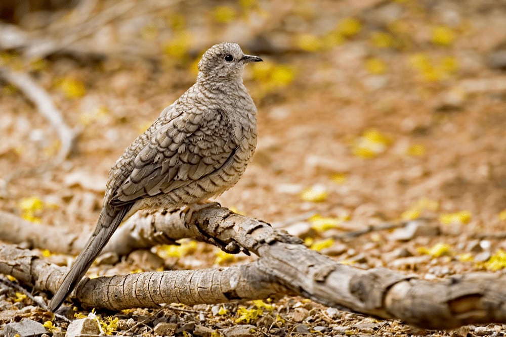  Inca Dove (Columbina inca) aka Mexican Dove