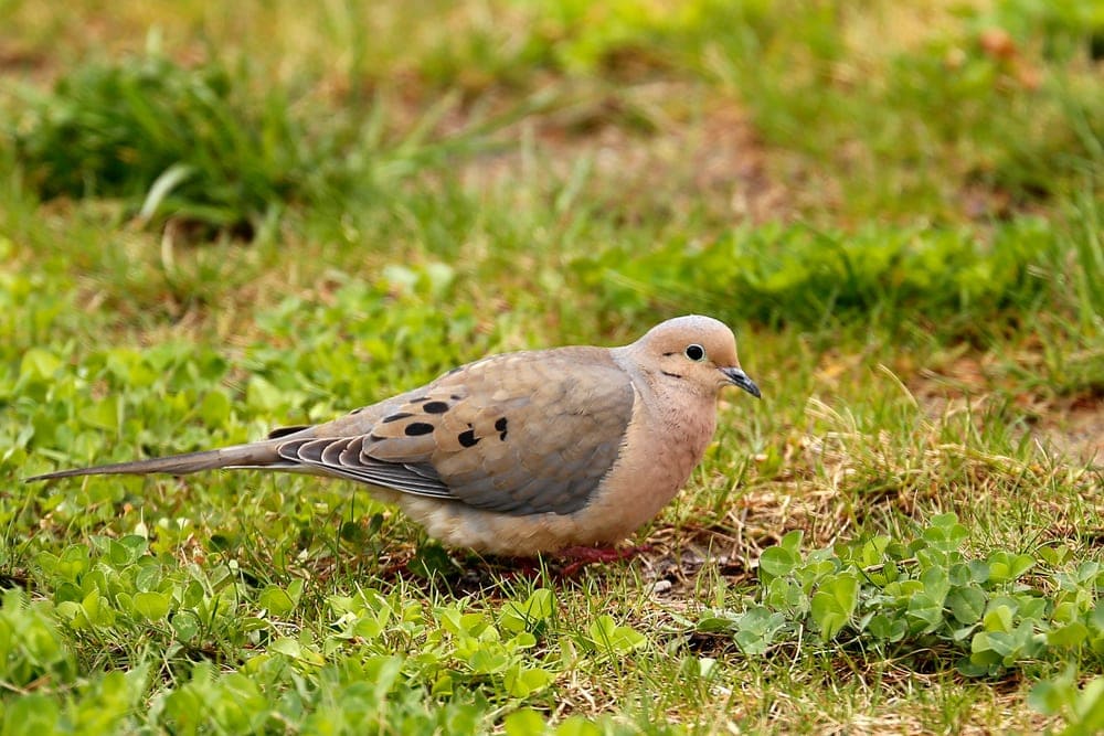 Mourning Dove (Zenaida macroura) aka Rain Dove, Turtle Dove, Carolina pigeon, and Carolina turtledove