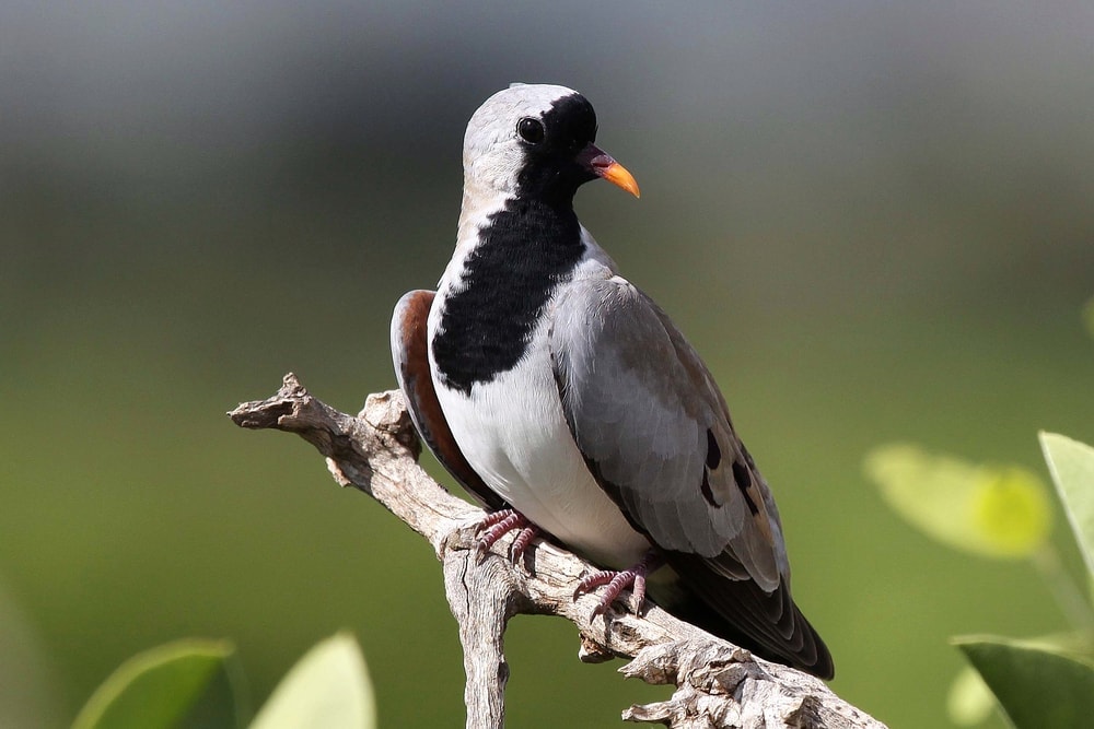 Namaqua Dove (Oena capensis)