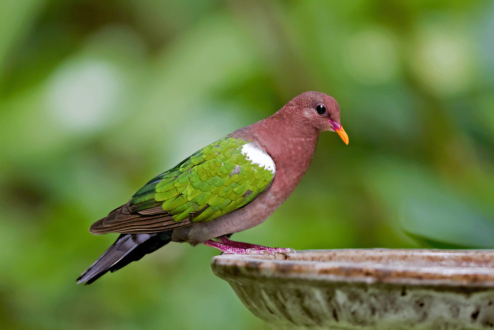  Pacific Emerald Dove (Chalcophaps longirostris) aka Brown-capped Emerald Dove