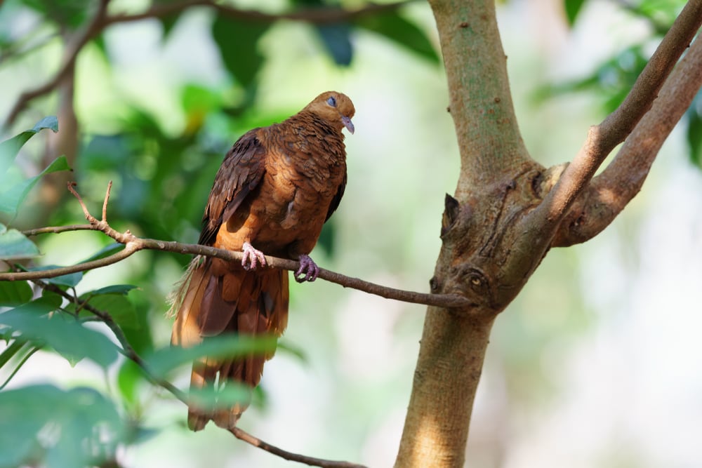 Ruddy Cuckoo-Dove (Macropygia emiliana)