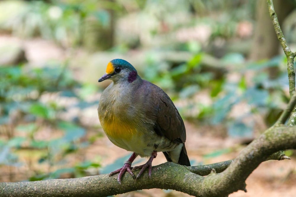 Sulawesi Ground Dove (Gallicolumba tristigmata)