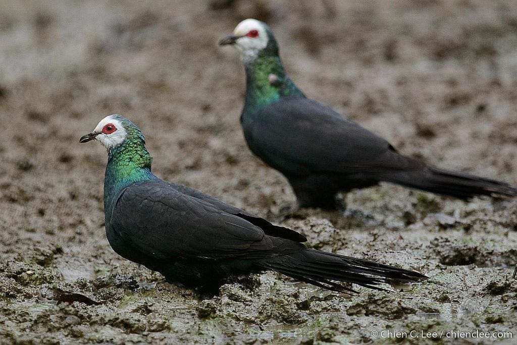 White-Faced Cuckoo-Dove (Turacoena manadensis)