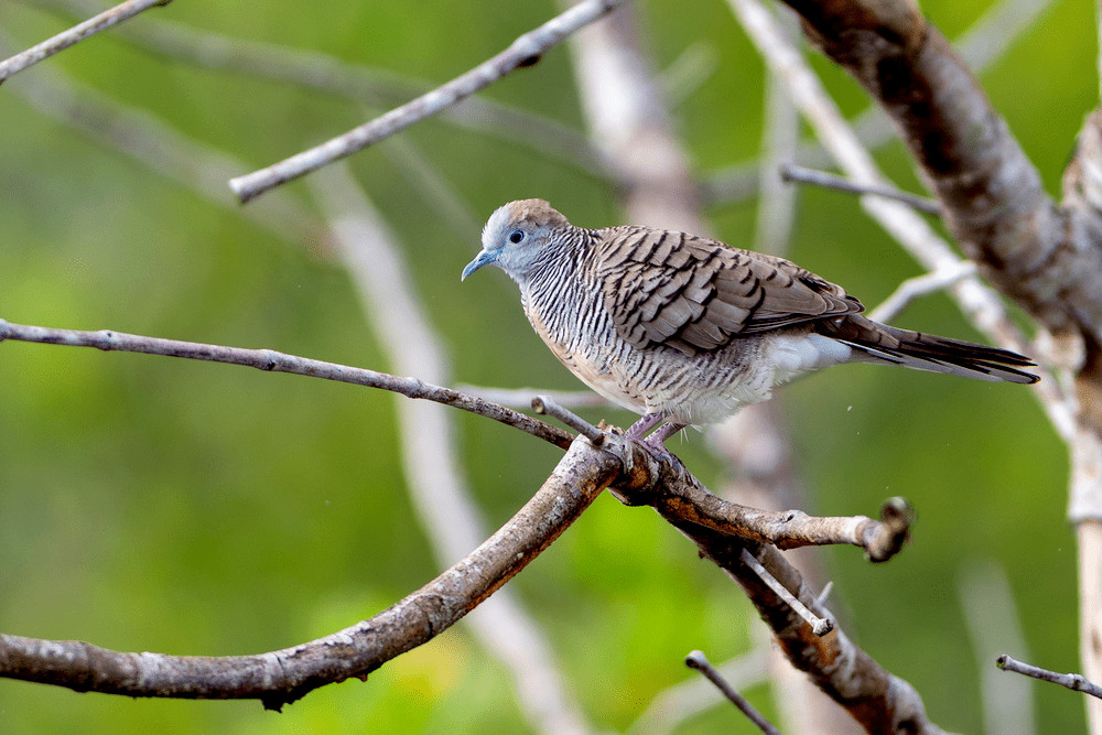 Zebra Dove (Geopelia striata)