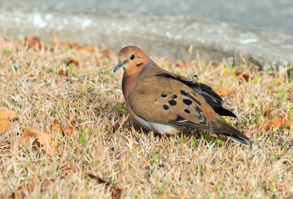 Zenaida Dove (Zenaida aurita)