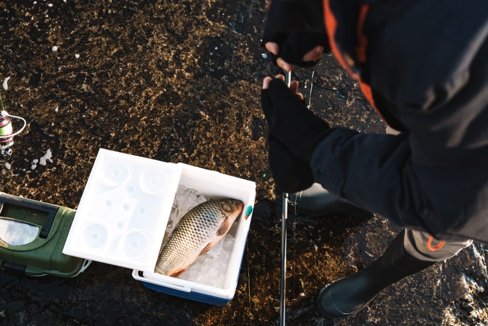 Man putting caught fish in a cooler with dry ice