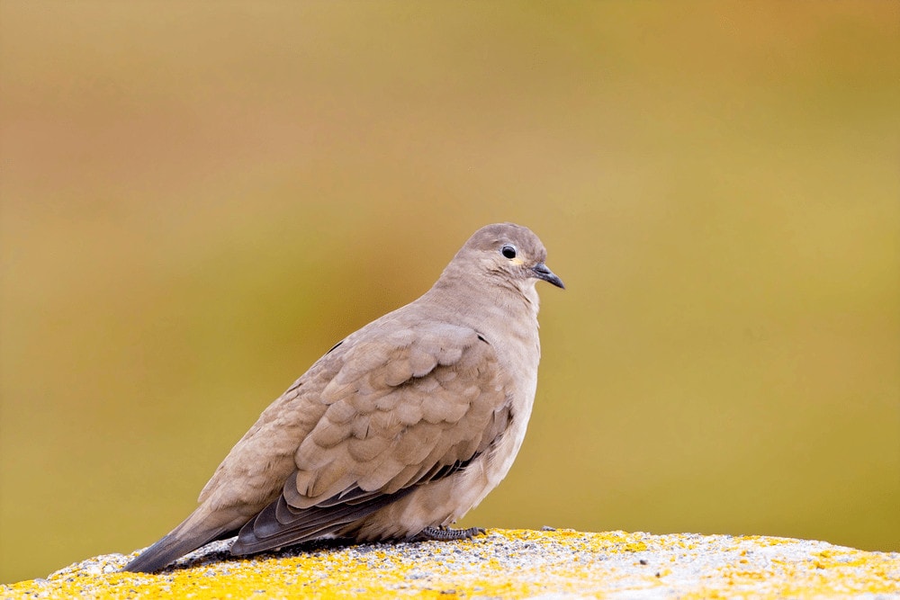 Black-Winged Ground Dove (Metriopelia melanoptera)