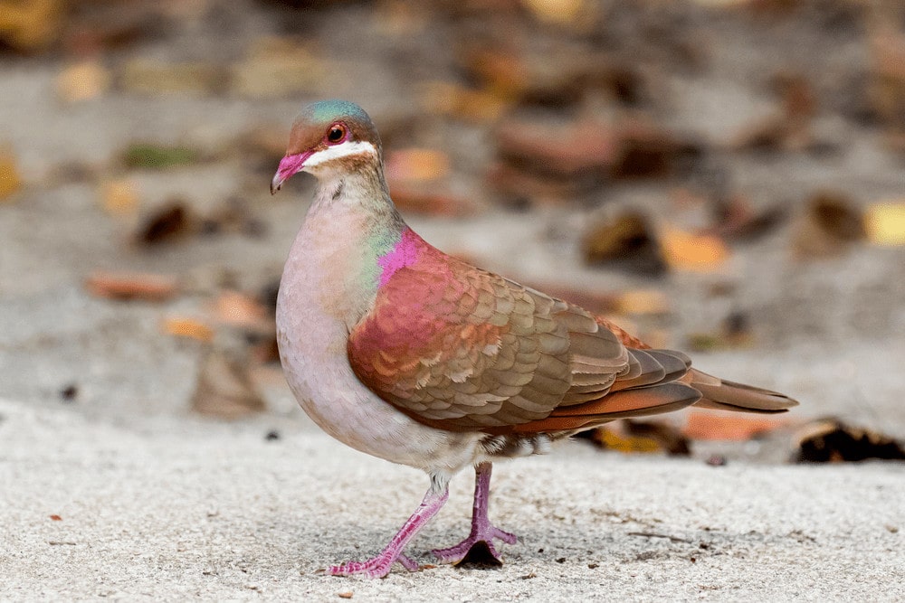 Key West Quail-Dove (Geotrygon chrysia)